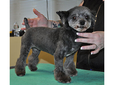 How to Learn the Asian Fusion Pet Grooming Technique